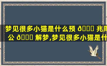 梦见很多小猫是什么预 🐎 兆周公 🍀 解梦,梦见很多小猫是什么预兆周公解梦女人